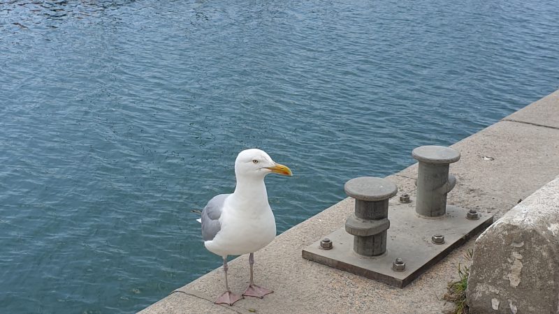 Goeland Le Havre